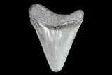 Juvenile Megalodon Tooth - Georgia #83692-1